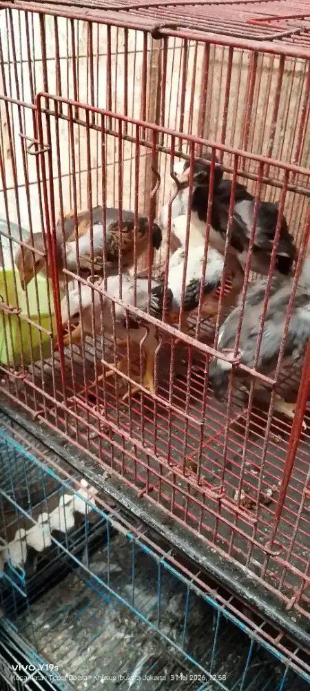 ayam shamo anakan usia 29 hari