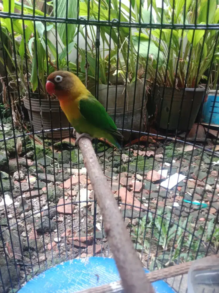 Burung lovebird ijo