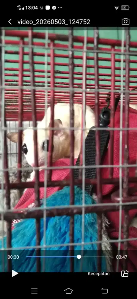 SUGAR GRIDER Sugar glider (Petaurus breviceps)