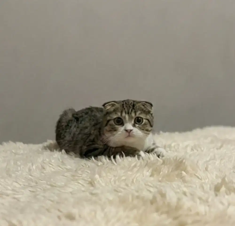 Scottish Double Fold Mujaer Jantan