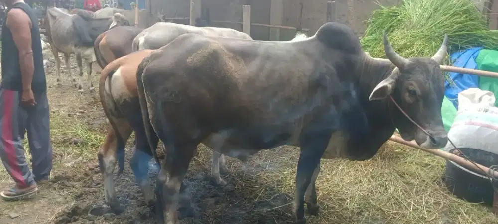 Sapi qurban sehat gede