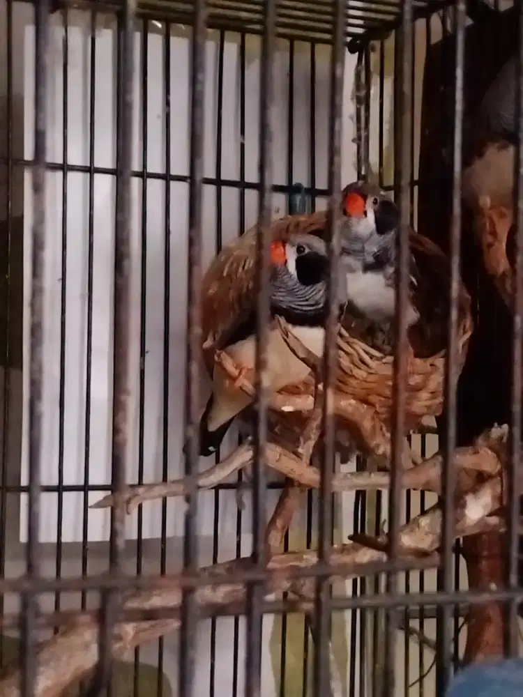 Dijual Burung Zebra Finch