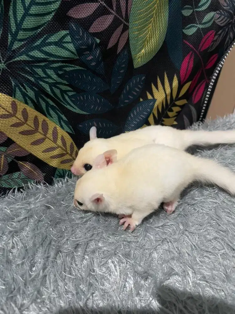 Sugar glider leucistic joy