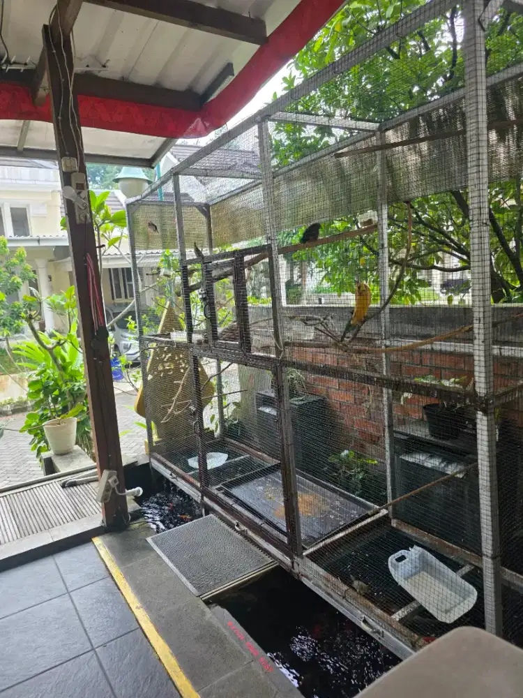 Burung kicau all types