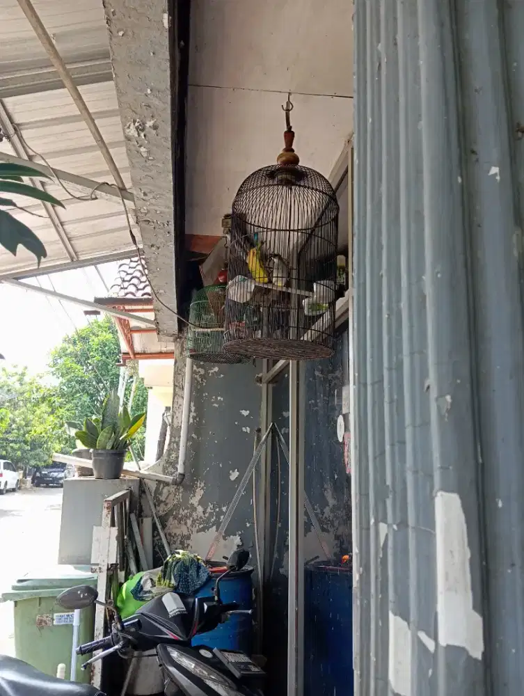 Burung crucuk Bodi besar