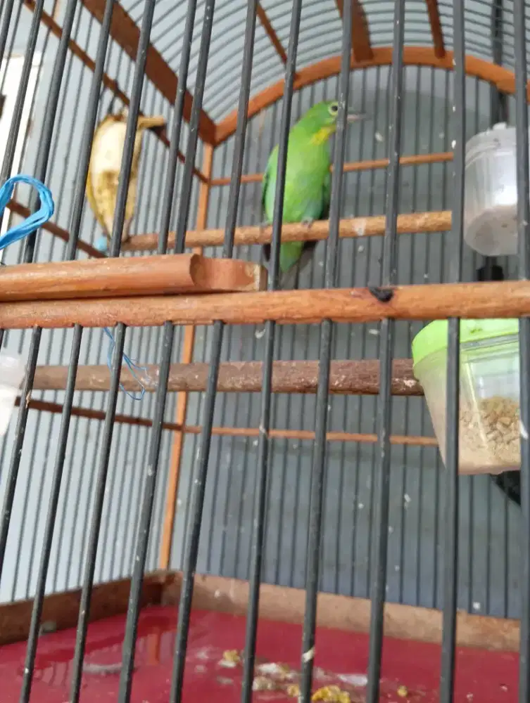 Jalak hijau rajin PH