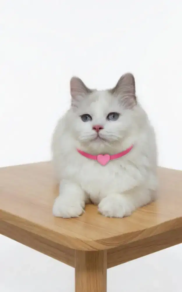 Ragdoll Betina Cantik