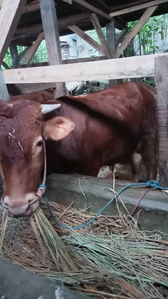 Sapi qurban bandung