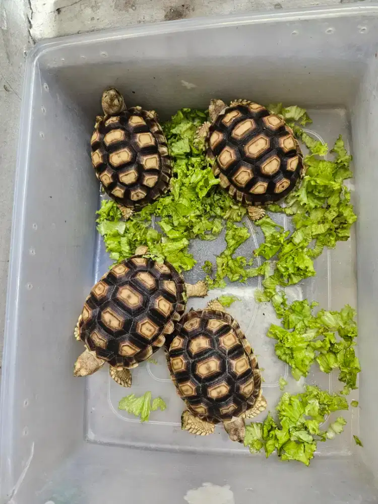 Kura kura darat sulcata 11-12cm