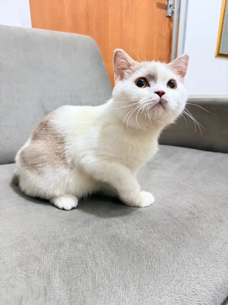 British shorthair