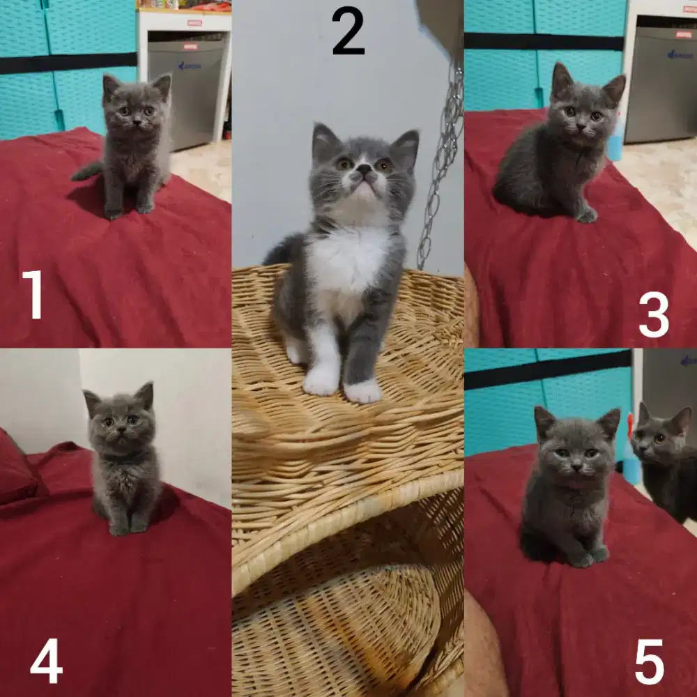 British shorthair