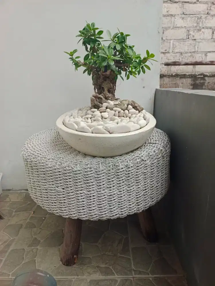bonsai beringin dollar.