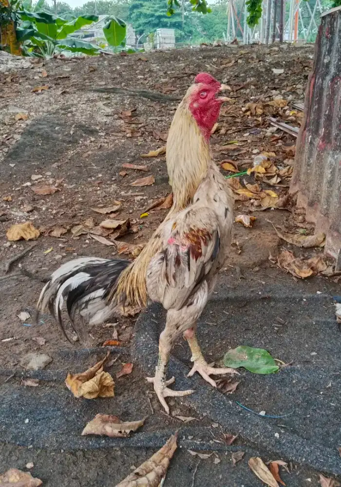 Ayam Bangkok Jantan