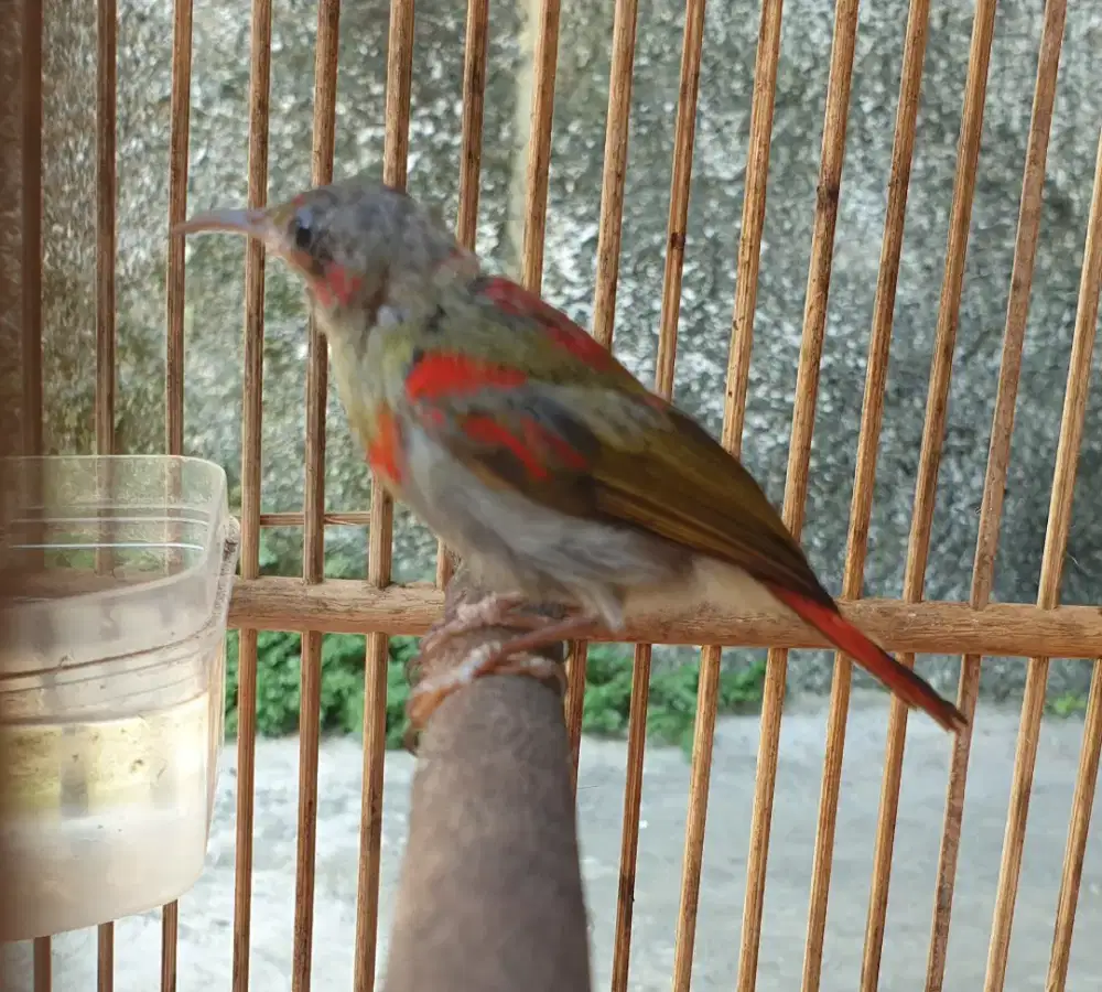 Kolibri sep raja ekor merah trotol rajin