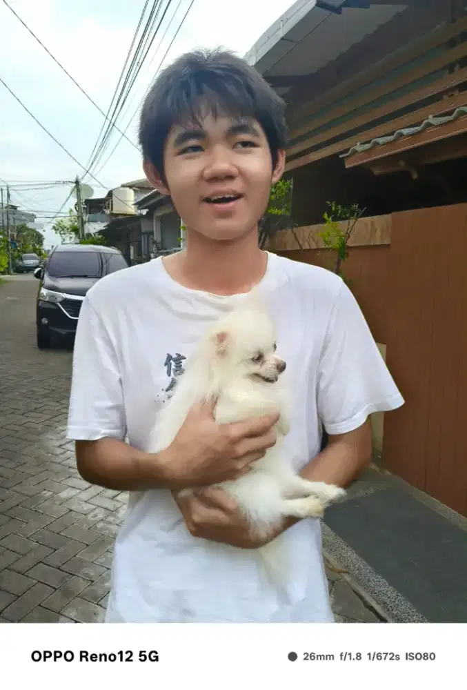 Supermini pom betina hbs pacak/ kawin