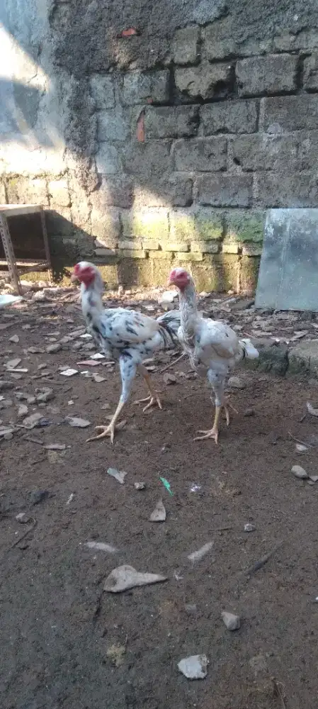 Ayam mangon x bangkok usia 5 bln