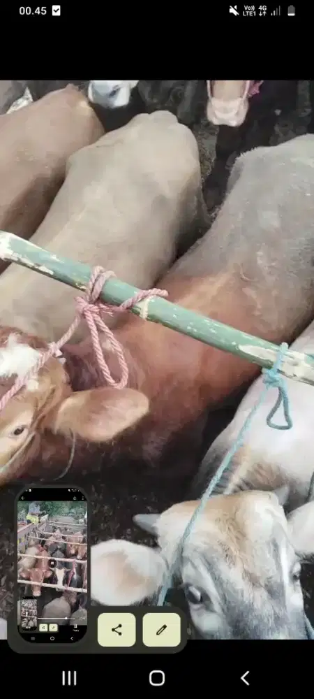 Sapi , domba dan kambing qurban