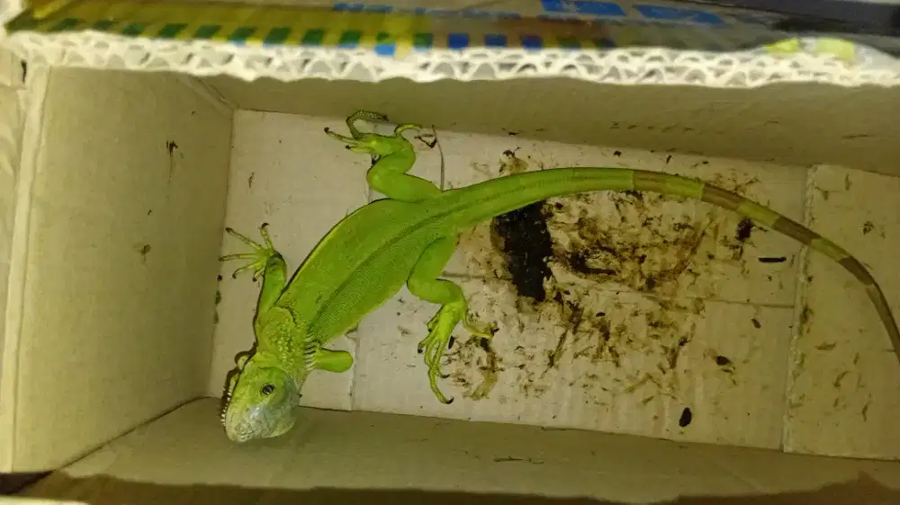 Iguana hijau peliharaan