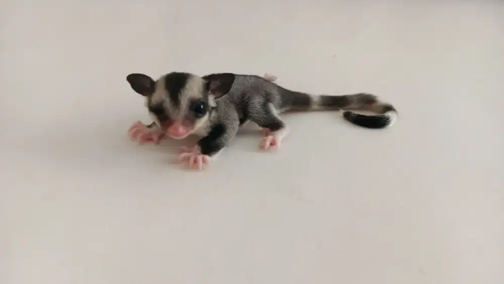 JUAL SUGAR GLIDER JOEY MOZAIC LUCU IMUT