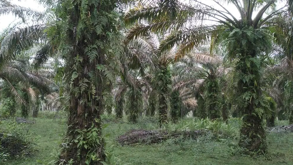 JUAL KEBUN SAWIT
