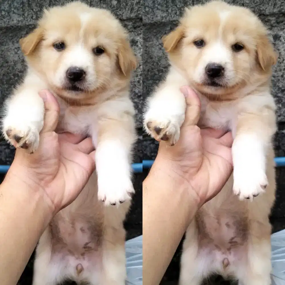 Ras Golden Mix Kintamani Betina