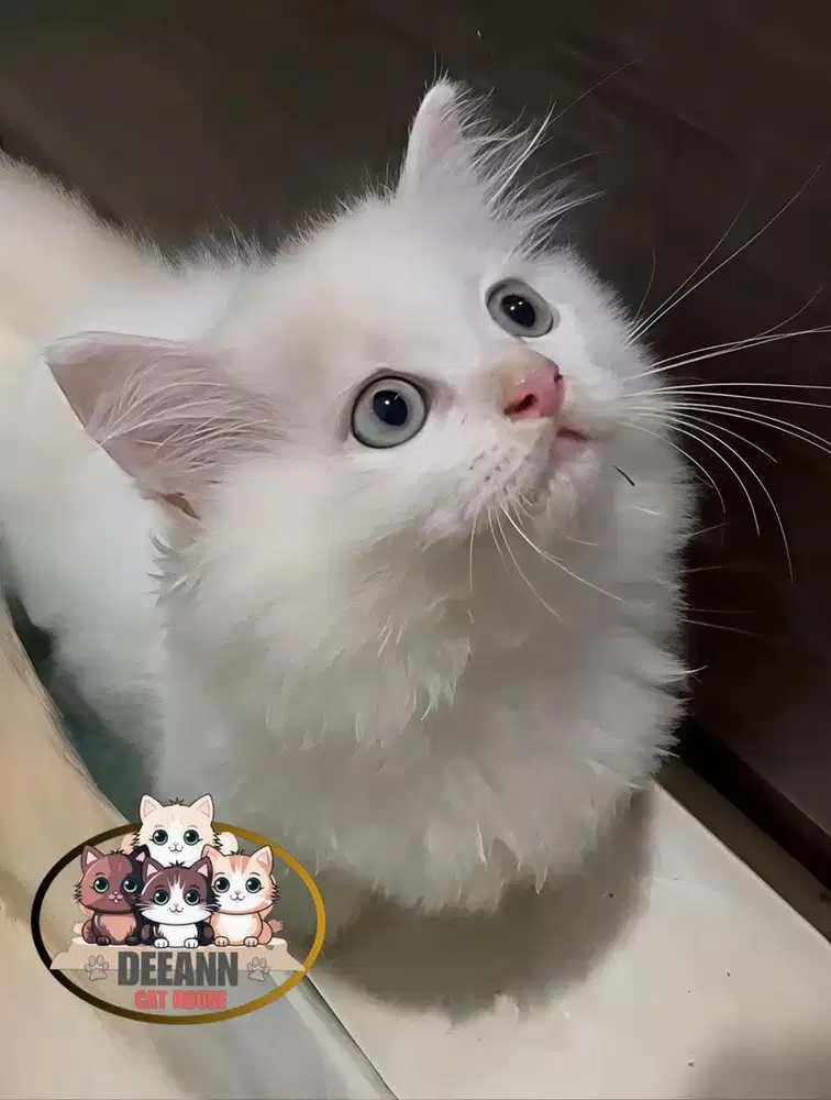 Kucing Munchkin BLH Green Eyes