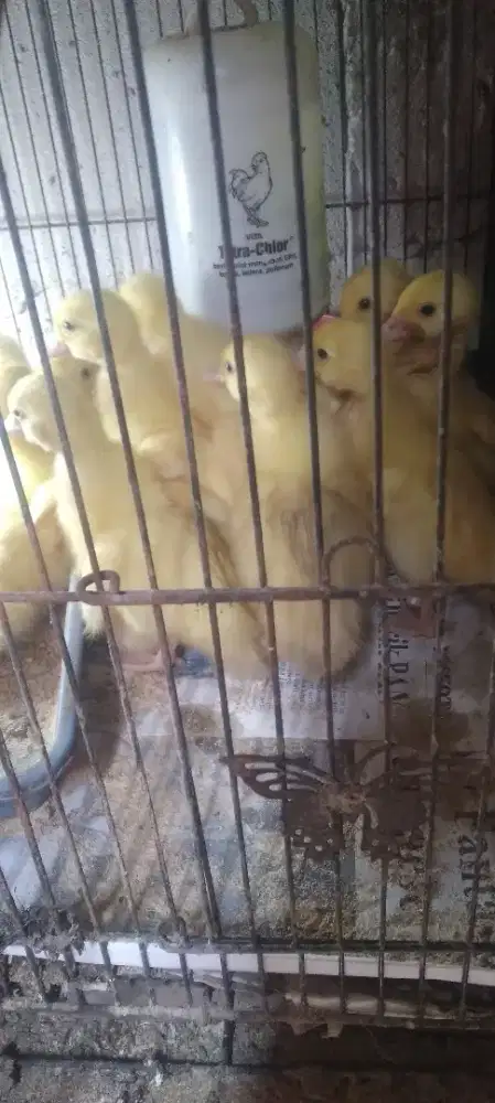 11 ekor entok jumbo usia 6 hari