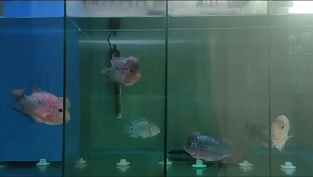 Ikan louhan SRD 4ekor