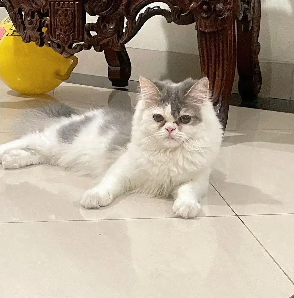 Lepas adopt kucing persia medium (pesek) jantan 5bulan