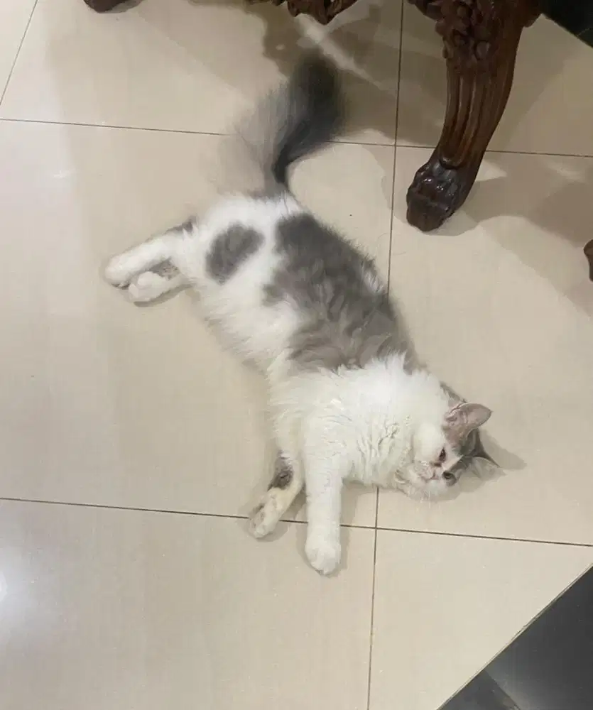 Lepas adopt kucing persia medium (pesek) peaknose jantan 5bulan