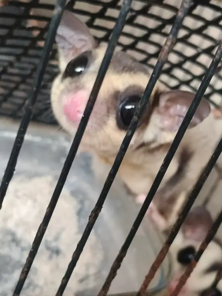 sugar glider sehat