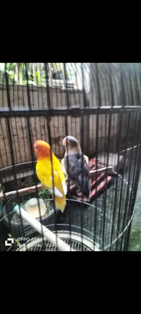 Lovebird lutino x batman dewasa