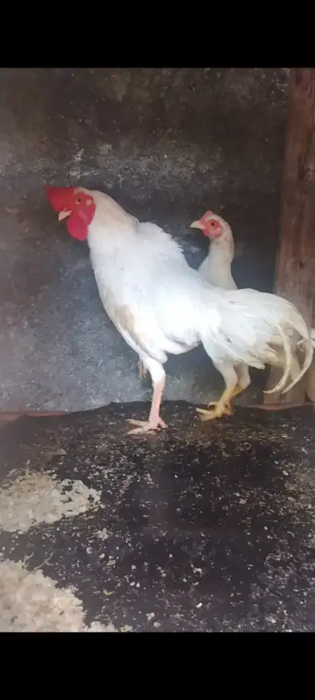Sepasang ayam putih