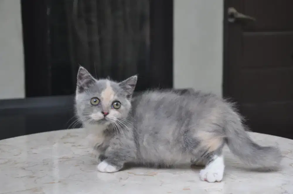 BSH munchkin betina