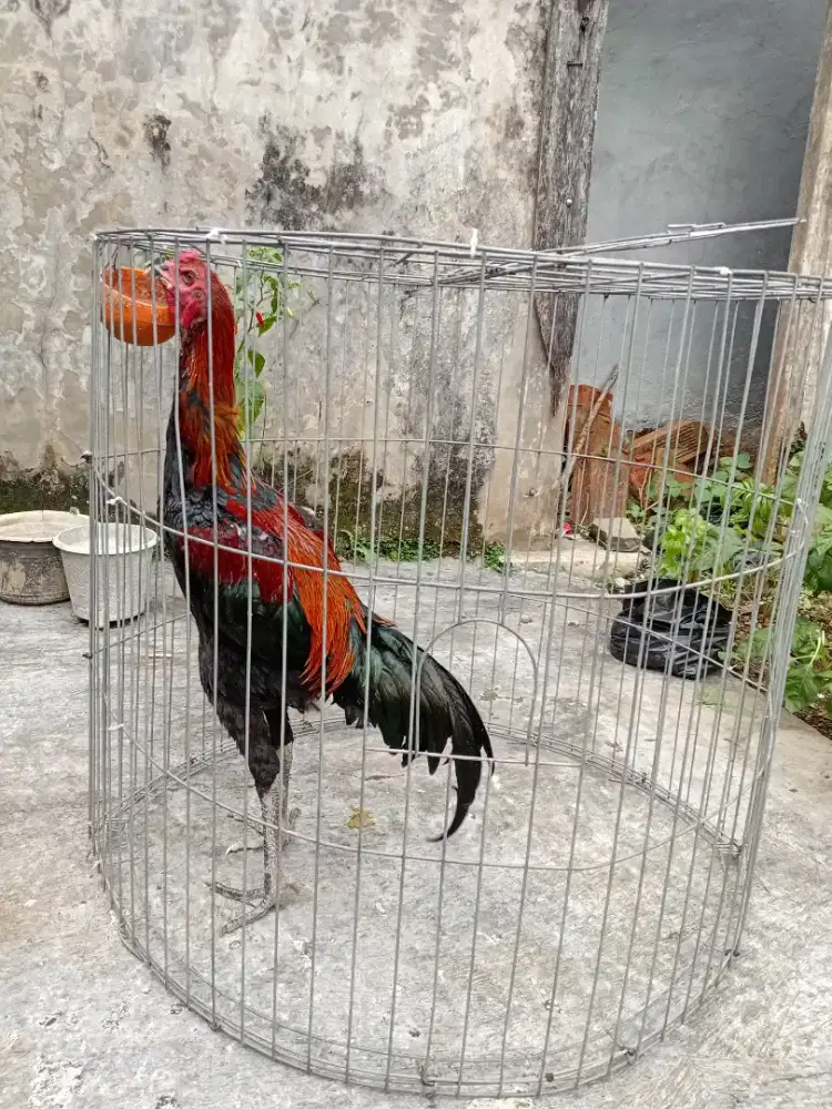 AYAM BANGKOK X PELUNG
