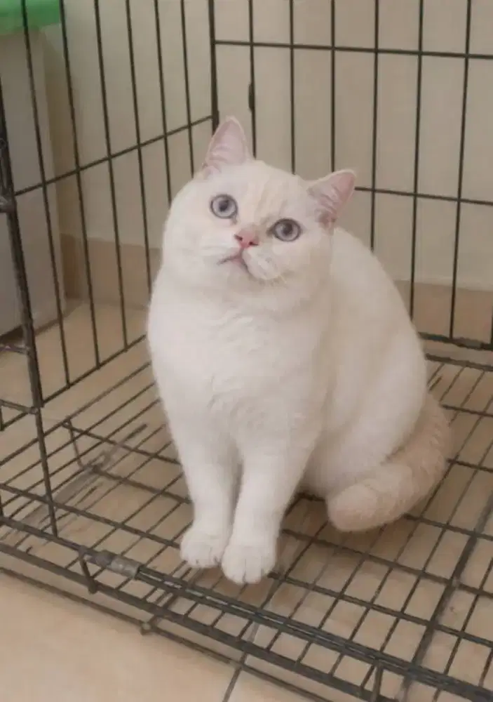 Kucing BSH Jantan