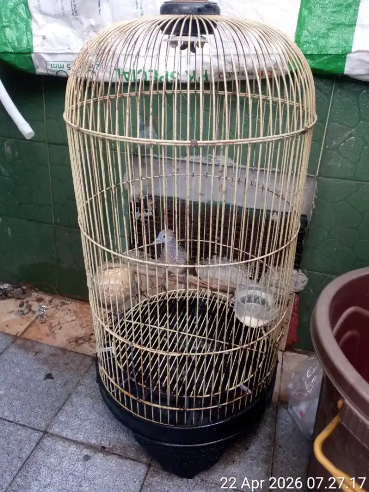 burung perkutut kalung tepung
