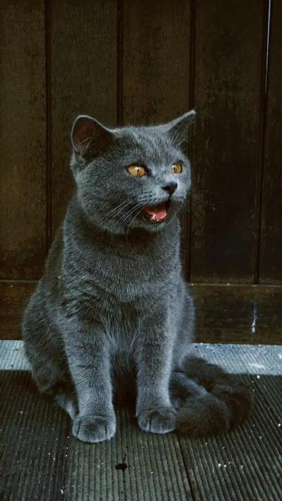Kucing BSH (British Sorthair) mix
