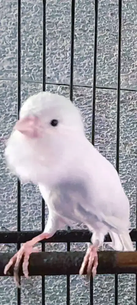 BURUNG KENARI PUTIH  GACOR  NGEBARONG ISIAN NGETIK JENGGOT DAN SUREN