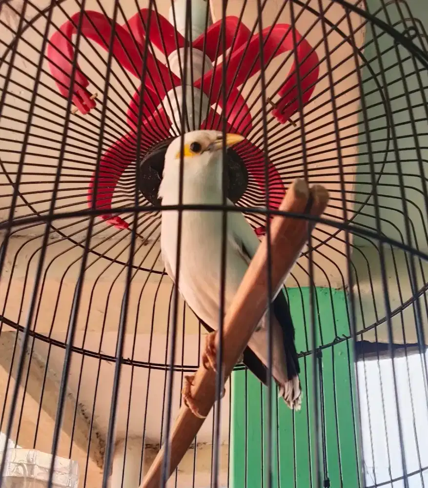 Burung JALAK PUT1 jantan gacor, jinak, suara variasi + kandang besar