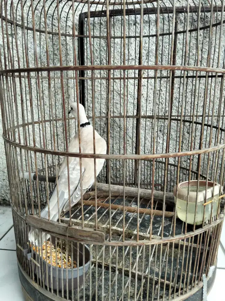 Puter pelung dari jogya