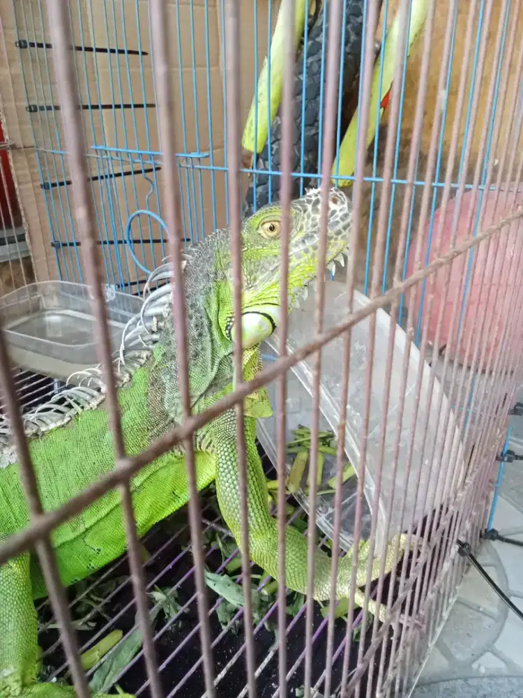 Iguana warna hijau