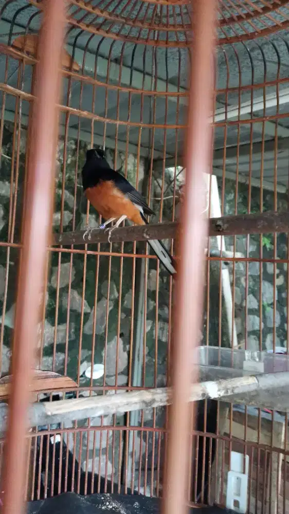 Muray pastol prestasi latberan