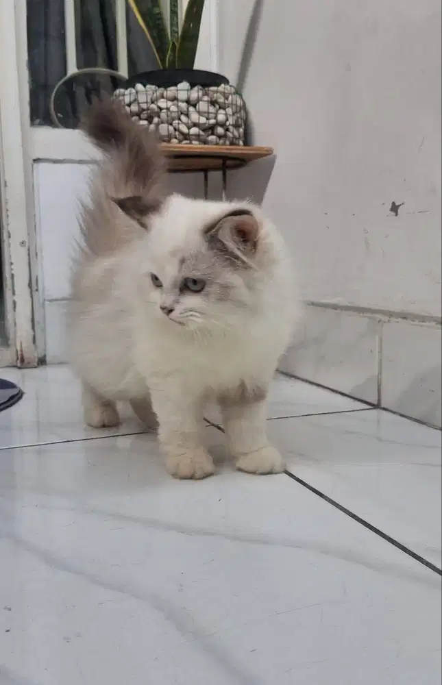 Kitten Persia Himalaya