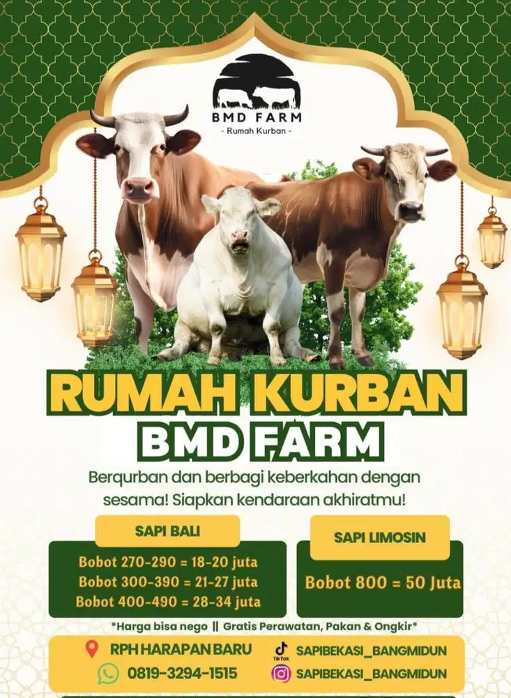 Sapi Bali dan Limousin