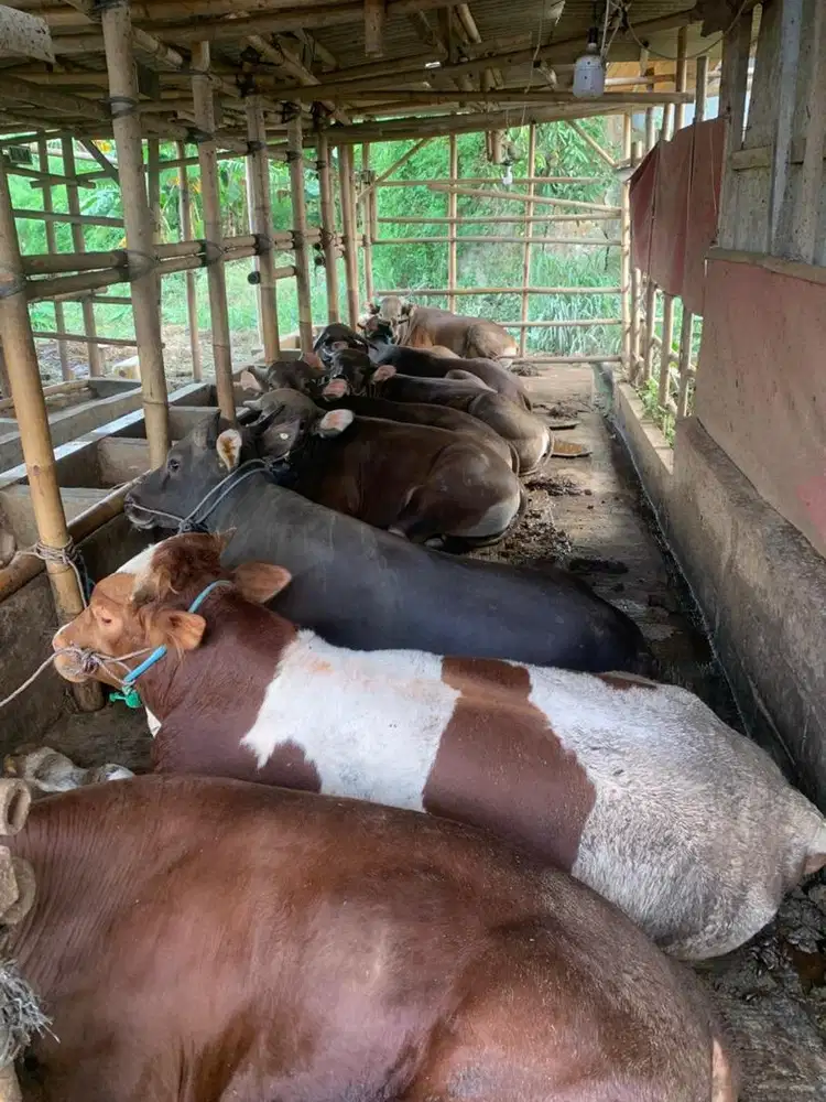 Sapi Bali dan Limousin