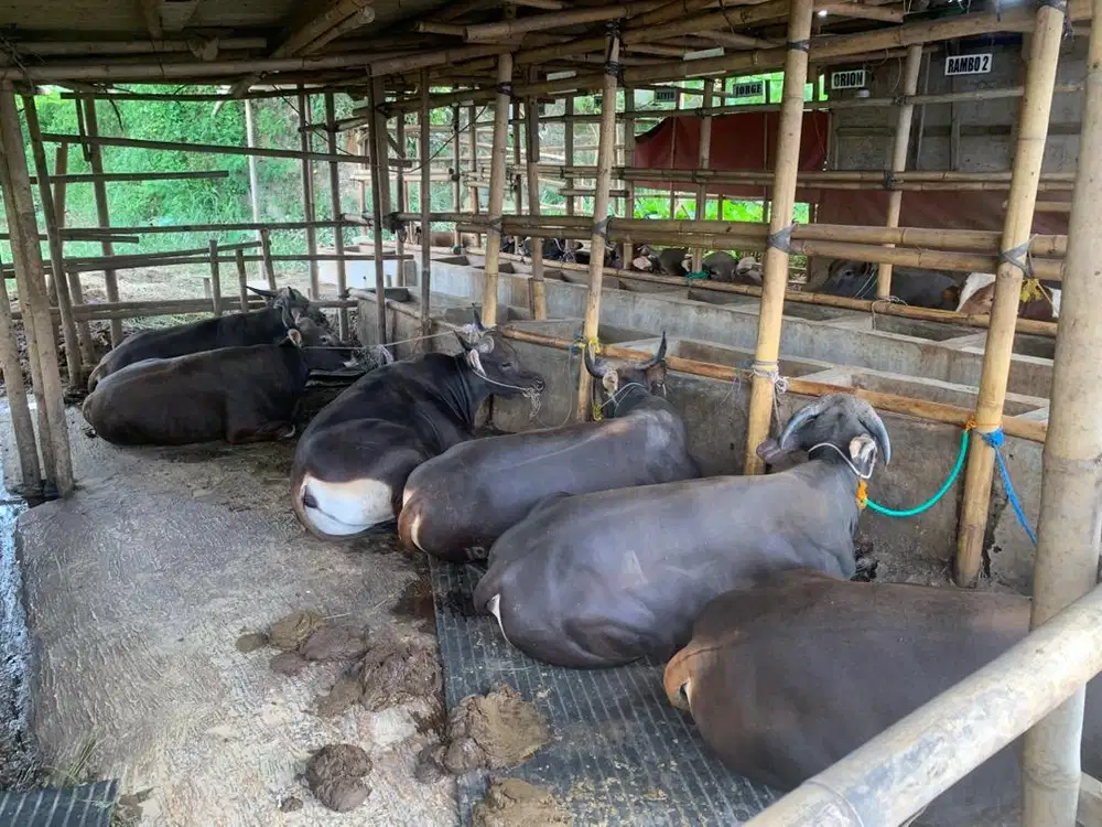 Sapi Bali dan Limousin
