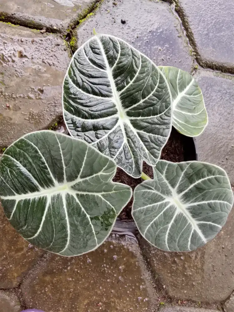 Tanaman hias alokasia black velvet