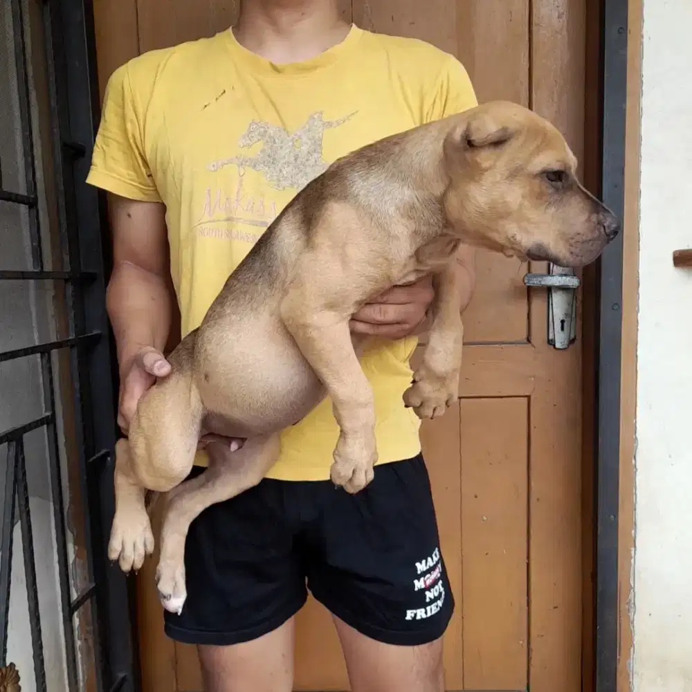 Anak anjing Pitbull