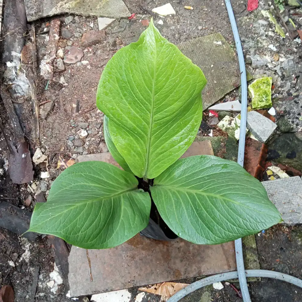 Tanaman hias anthurium